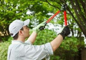 Baumpflege und Pflanzenpflege